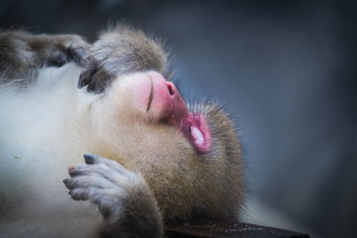 Japanese macaque sleeping outdoors