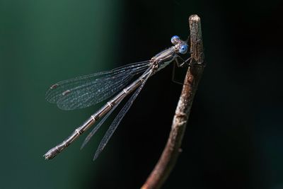 Close-up of dragonfly on twig