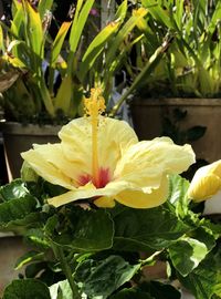 Close-up of yellow flower blooming outdoors