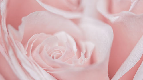 Close-up of rose