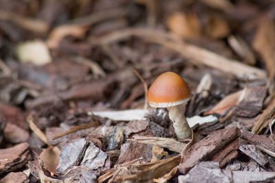 Close-up of mushrooms growing on tree trunk