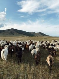 Flock of sheep on field