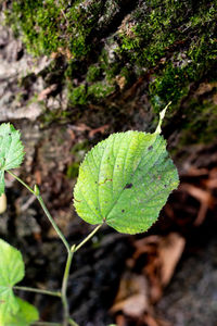 High angle view of leaves on field