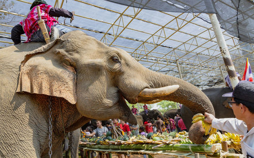 Full length of elephant eating man