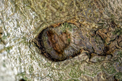 Close-up of snake on tree trunk