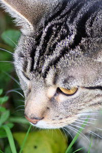 Close-up of cat