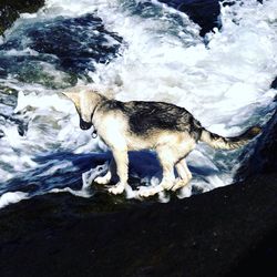 High angle view of horse in water