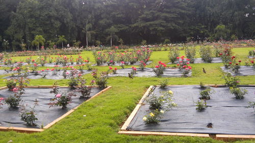 High angle view of formal garden