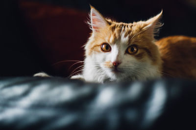 Close-up portrait of cat
