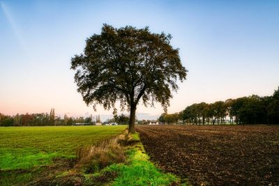 Trees on field against clear sky