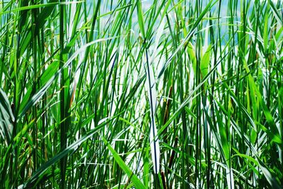 Full frame shot of bamboo on field