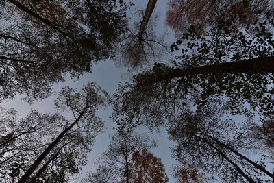 Low angle view of trees against sky