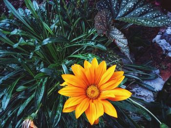 High angle view of yellow flowering plant