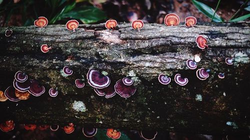 Close-up of plant hanging on tree trunk