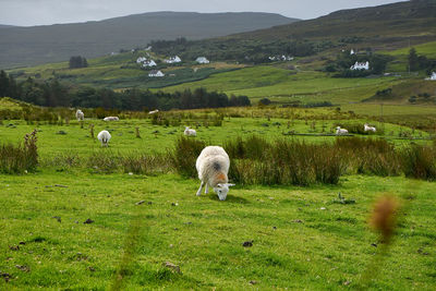 Sheep grazing on field