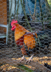 Close-up of rooster in cage