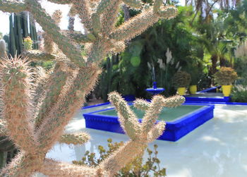 View of flower trees in garden