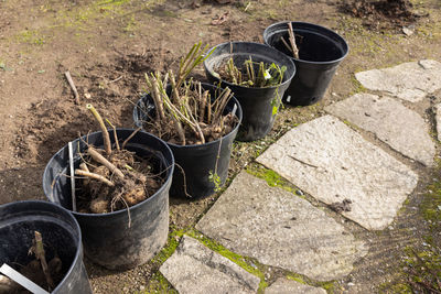 High angle view of potted plant