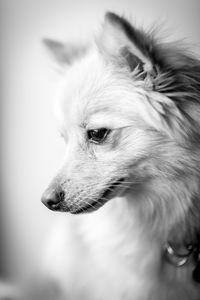 Close-up of dog looking away