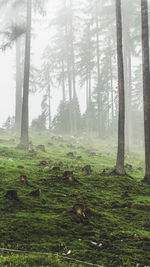 Trees in forest