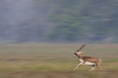 Side view of deer running on field