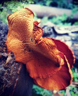 Close-up of mushroom growing on tree trunk