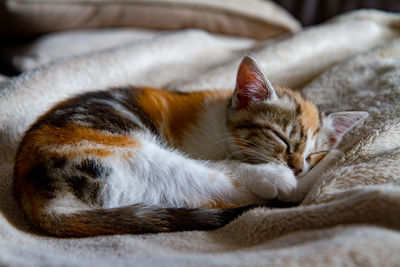 Close-up of kitten sleeping on blanket at home