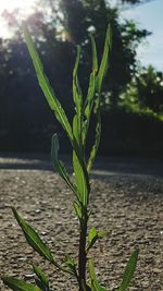 Close-up of plant growing outdoors
