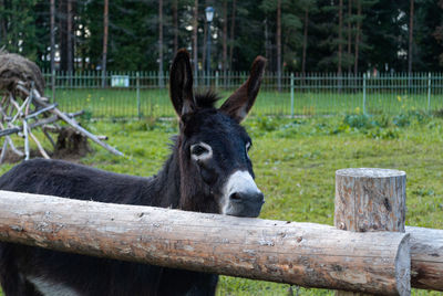 Close-up of a horse on field