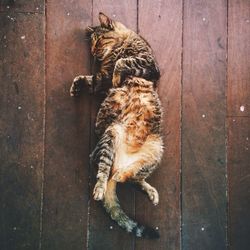 High angle view of cat sleeping on floorboard