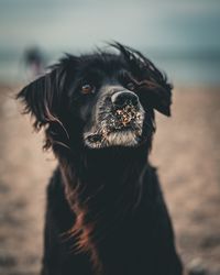 Close-up of dog looking away