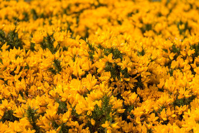 Close-up of yellow flowers blooming in field