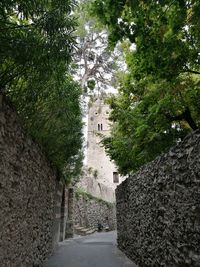 Road passing through a tree