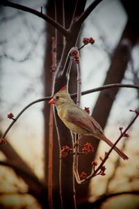 Low angle view of female  cardinal perching on tree