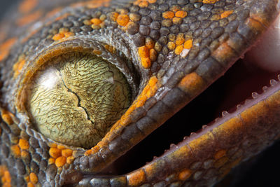 Close-up of lizard