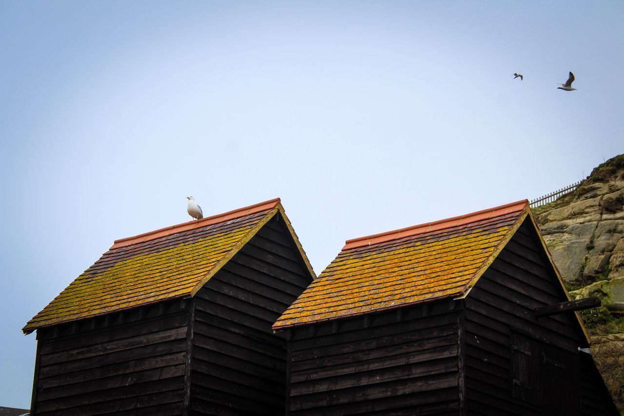 LOW ANGLE VIEW OF BIRDS ON BUILDING ROOF