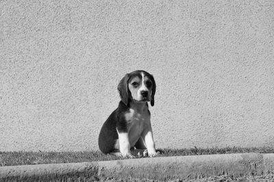 pet