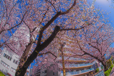 Low angle view of cherry tree by building against sky