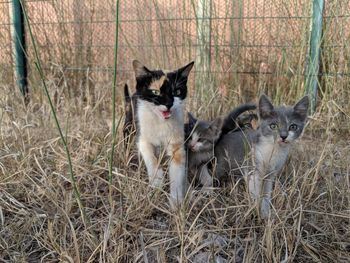 Portrait of two cats