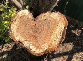 Close-up of tree stump in forest