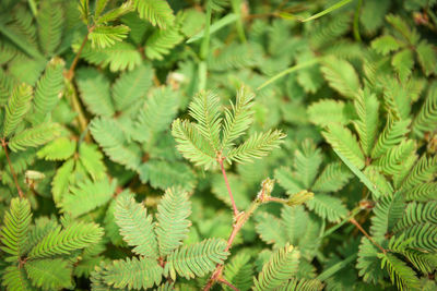 High angle view of green leaves on tree