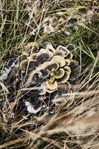 High angle view of mushroom growing on field