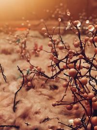 Close-up of dry plant on field against sky