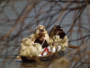 Monkeys in water