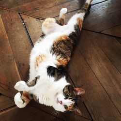 High angle view of cat lying on hardwood floor