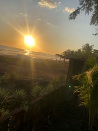 Scenic view of palm trees against sky during sunset