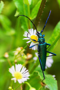 Barbel musk beetle aromia moschata on the flowers of pharmacy chamomile close-up