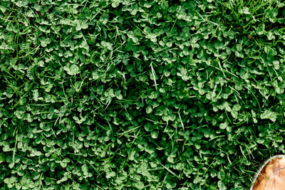 Low section of person standing amidst plants