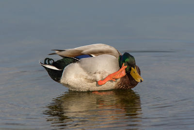 Close-up of mallard duck at pond