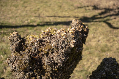 Close-up of lizard on tree trunk in field